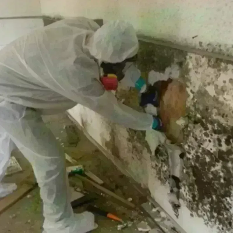 Mold Remediation and Removal in Carlton, OR